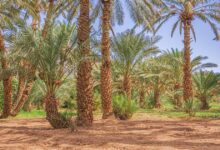 البشارة بالنبي ومولده واسترضاعه عند حليمة السعدية
