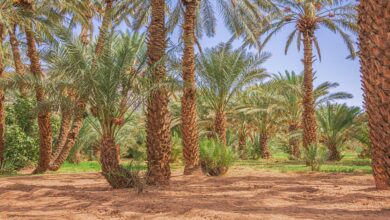 البشارة بالنبي ومولده واسترضاعه عند حليمة السعدية