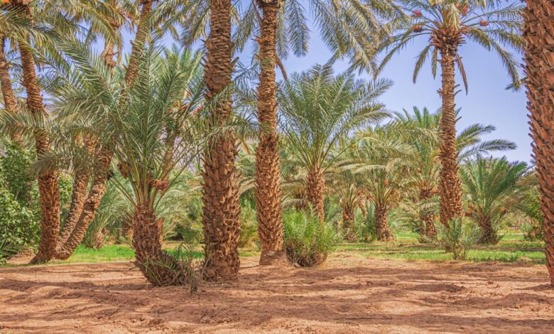 البشارة بالنبي ومولده واسترضاعه عند حليمة السعدية