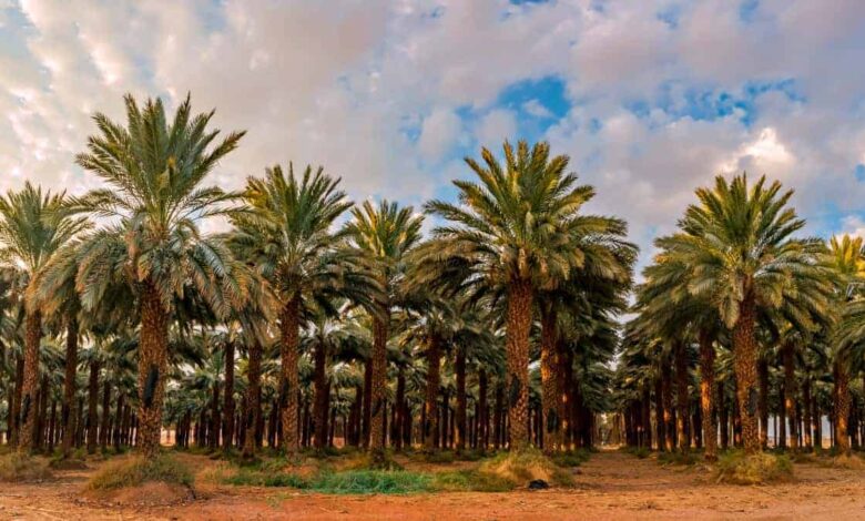حسن معاشرة النبي صلى الله عليه وسلم لزوجاته