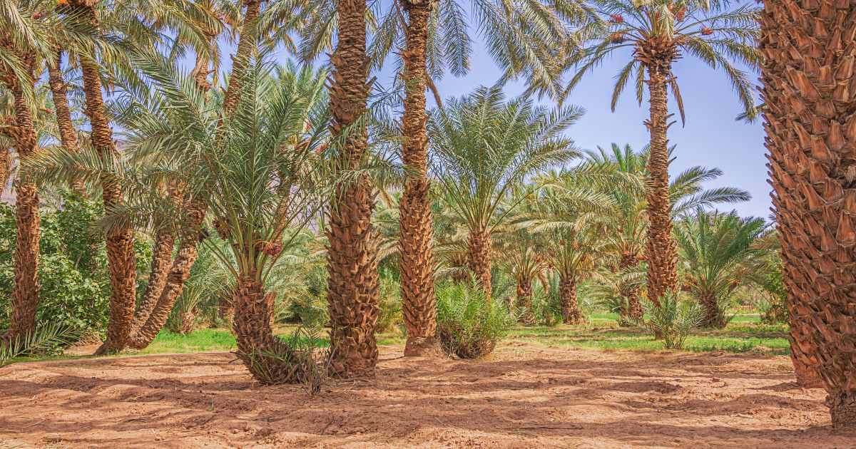 شبهة حفظ الله للقرآن والرد على حديث الداجن